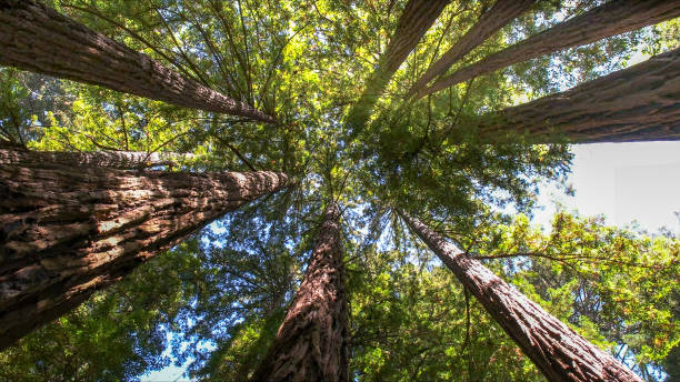 How Our Tree Care Process Works  in Lake St Louis, MO